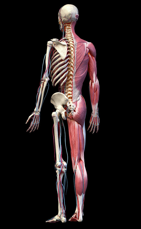 Full Body Human Skeleton With Muscles Photograph By Pixelchaos Fine Art America