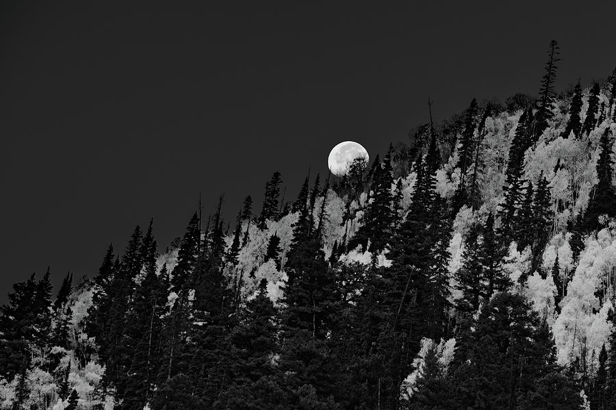 Full Moon Over Aspens Photograph by Johnny Boyd