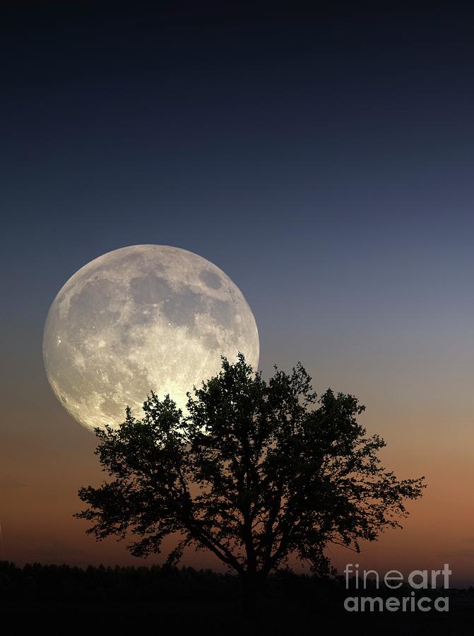 Full Moon Rising At Twilight #1 Photograph by Detlev Van Ravenswaay/science Photo Library