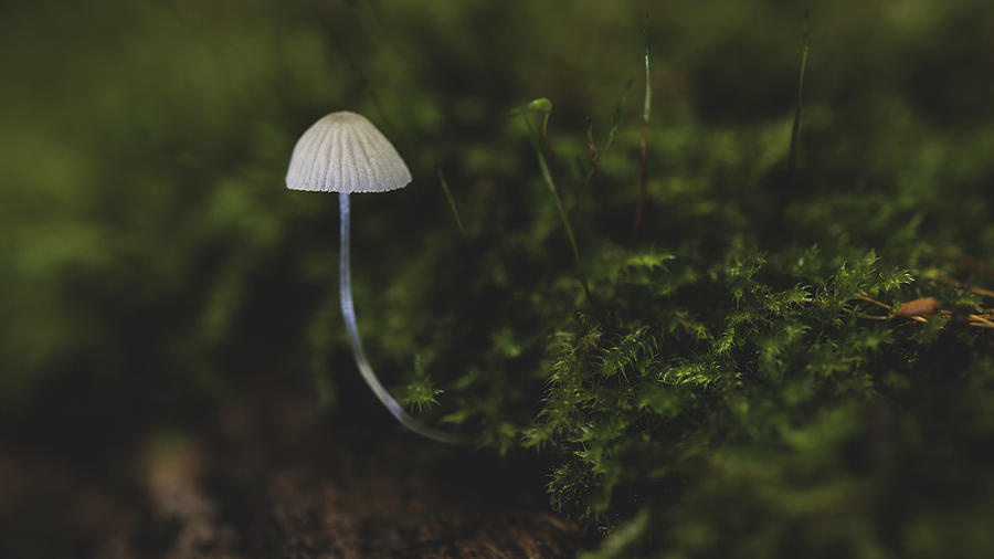 Nature Photograph - Funghi #1 by Silviu Dascalu