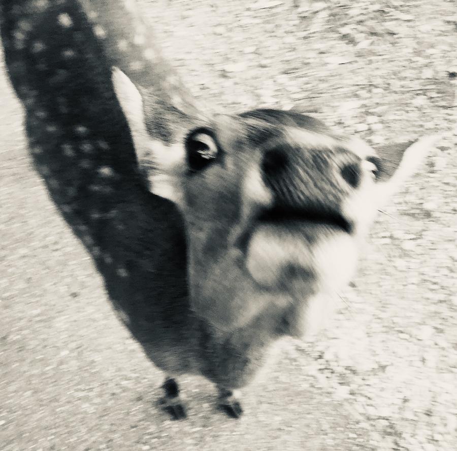 Deer Photograph - Funny deer #4 by Batabatabat Batayan