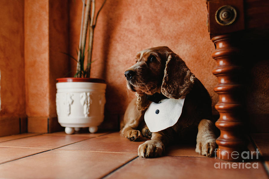 Funny dog with bib inside house. #1 Photograph by Joaquin Corbalan