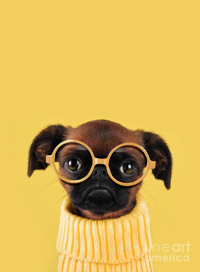 dog with glasses
