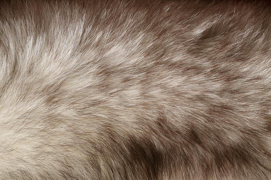 Fur Detail #1 Photograph by Hypertizer