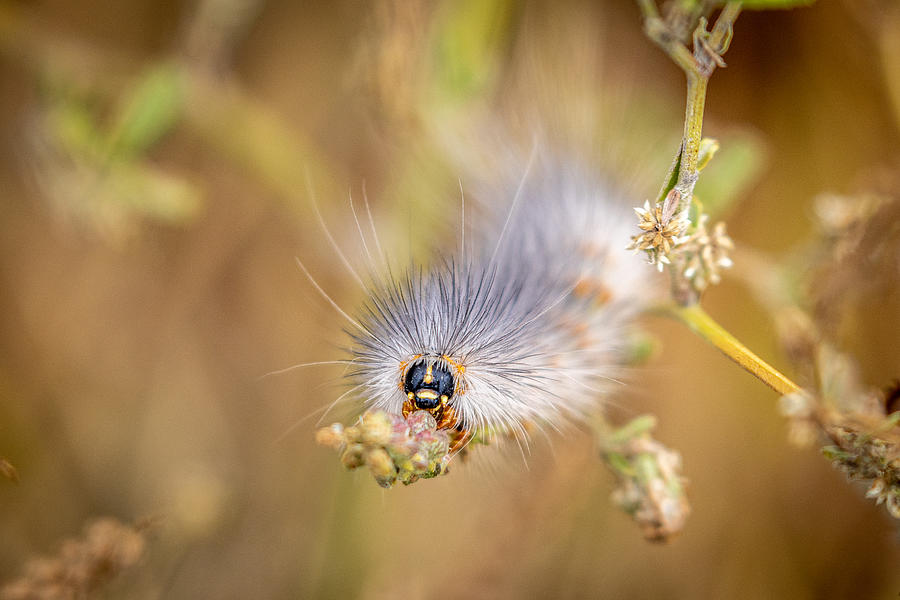 Butterfly Photograph - Furry Face #1 by Linda Arnado