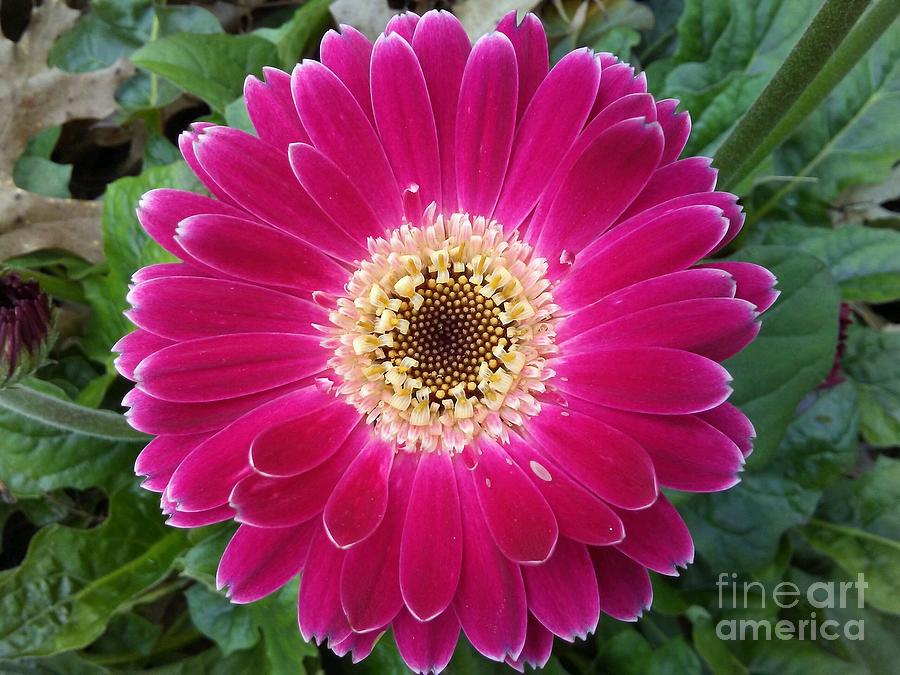 Fuchsia Gerbera Flower Photograph by K Joy Brown - Pixels