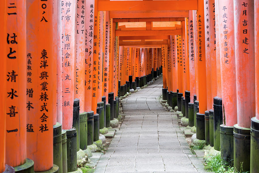 Fushimi Inari In Kyoto, Japan Photograph by Nicola Lederer - Fine Art ...