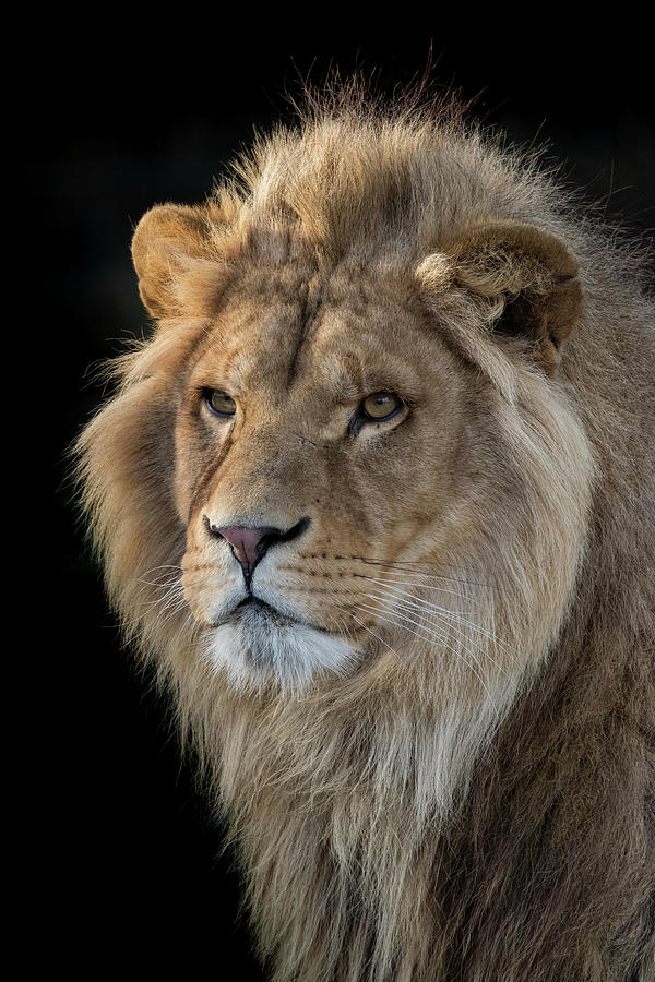 Lion Photograph - Future King  by RT Photography
