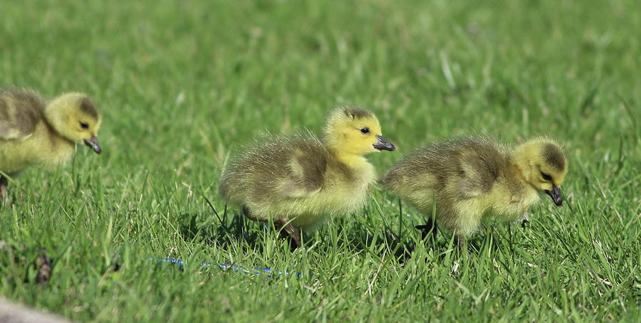 Fuzz Balls Photograph by Lurquin Studios | Fine Art America