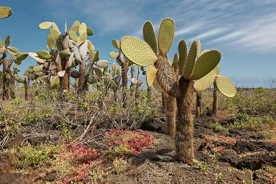 Galapagos Giant Cactus, Opuntia Echios #1 Photograph by Juergen Ritterbach