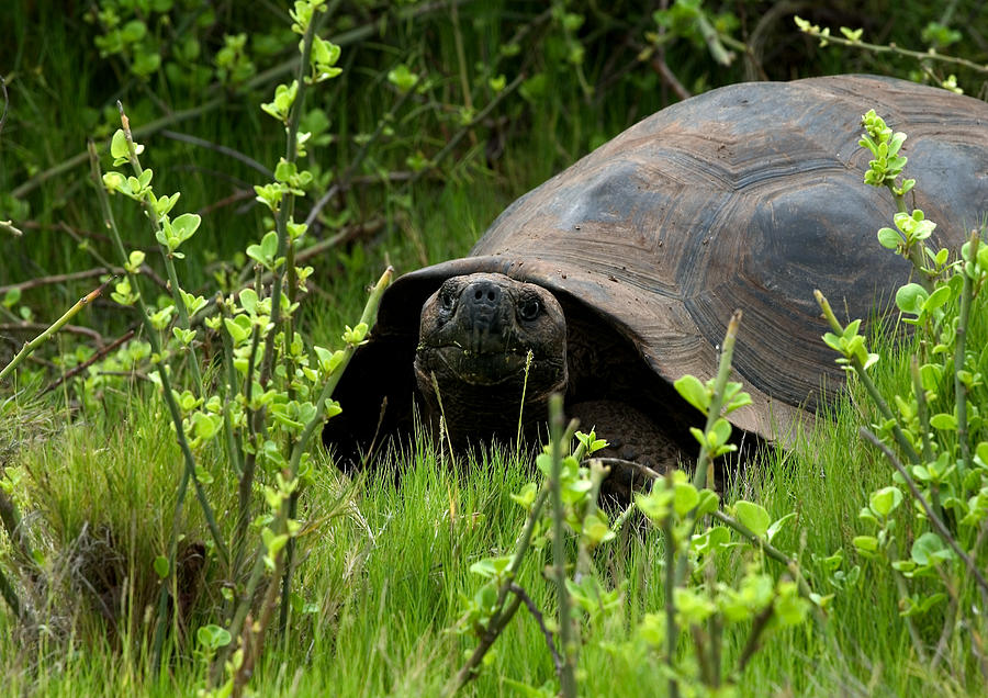 Galapagos Giant Tortoise #1 Photograph by Michael Lustbader