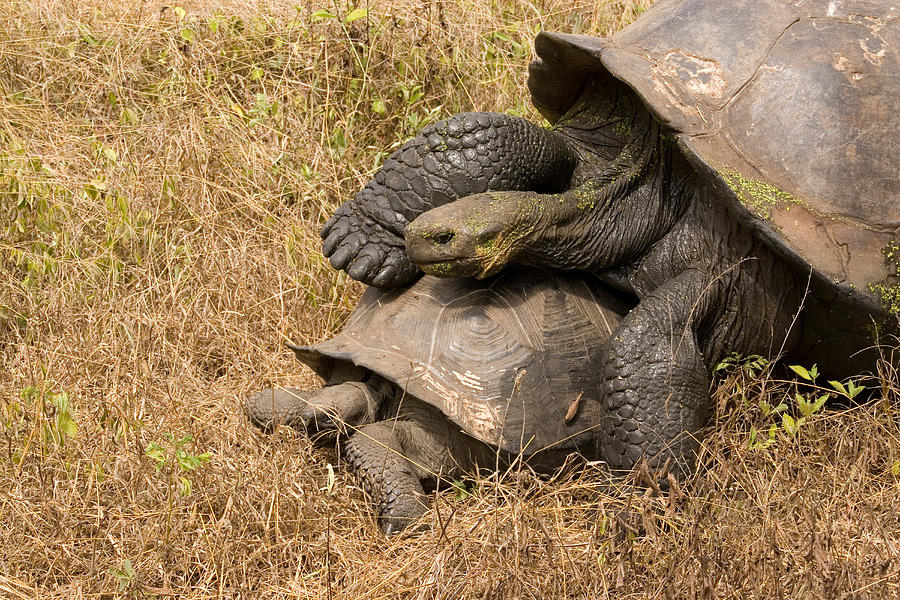 Galapagos Giant Tortoises #1 Photograph by David Hosking