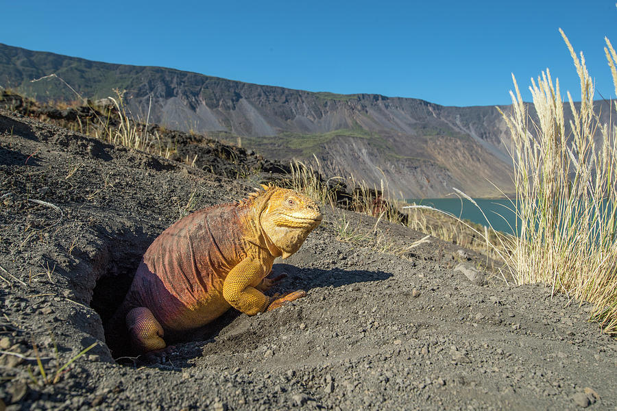 Wildlife Photograph - Galapagos Land Iguana At Burrow, Caldera Floor, Volcan La #1 by Tui De Roy / Naturepl.com
