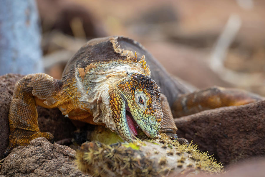 Wildlife Photograph - Galapagos Land Iguana Feeding On Leaves Of Giant Prickly #1 by Tui De Roy / Naturepl.com