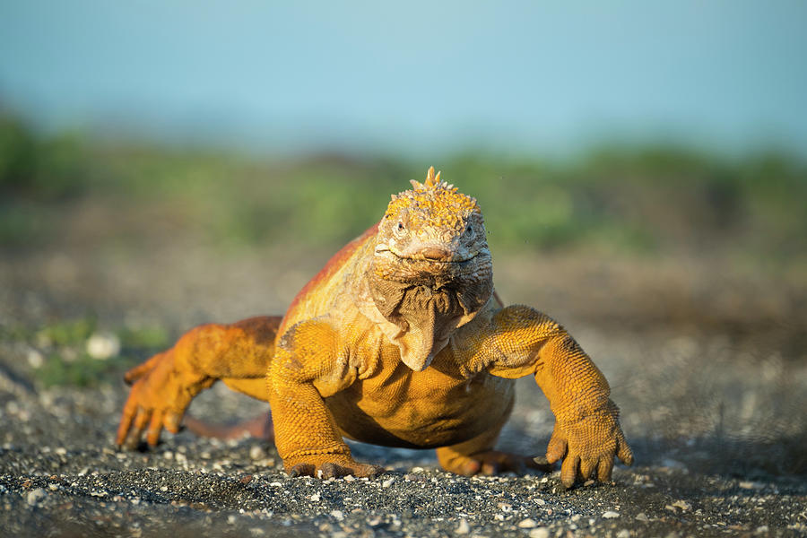 Wildlife Photograph - Galapagos Land Iguana Portrait, Cape Douglas, Fernandina #1 by Tui De Roy / Naturepl.com