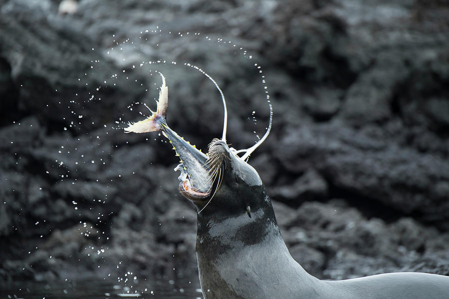 Galapagos Sea Lion Eating Tuna #1 Photograph by Tui De Roy