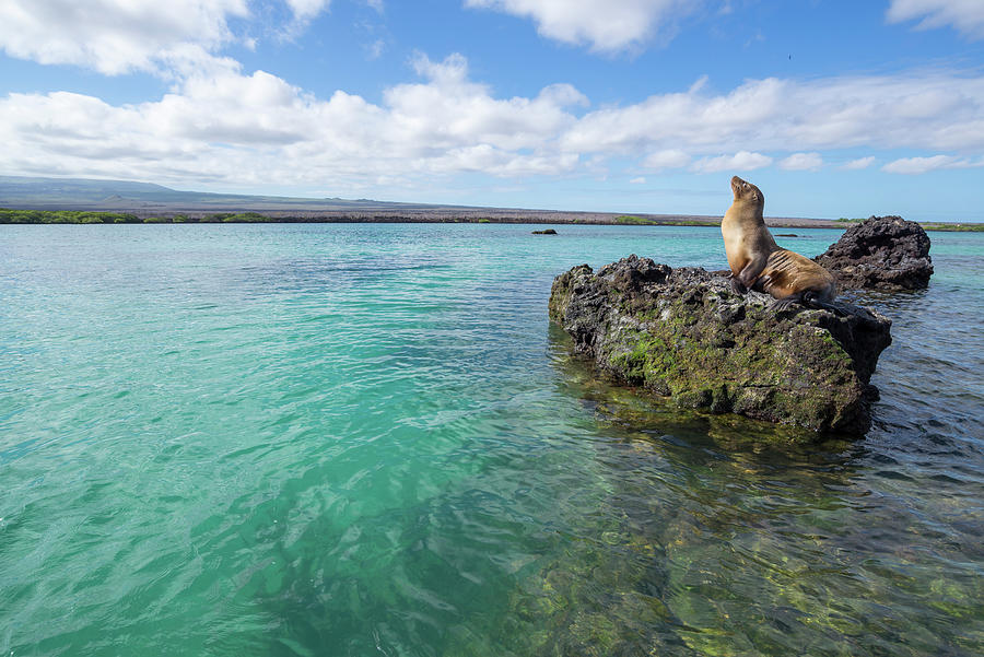 Galapagos Sea Lion, Elizabeth Bay #1 Photograph by Tui De Roy