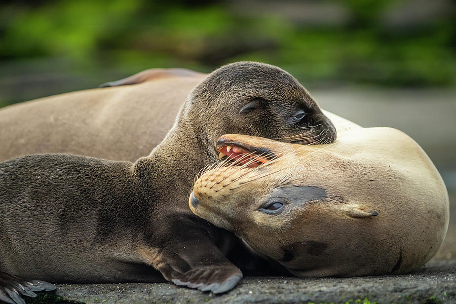 Wildlife Photograph - Galapagos Sea Lion Mother Playing With Pup, Santiago #1 by Tui De Roy / Naturepl.com