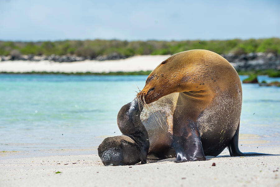 Wildlife Photograph - Galapagos Sea Lion, Mother With Newborn Pup On Beach #1 by Tui De Roy / Naturepl.com
