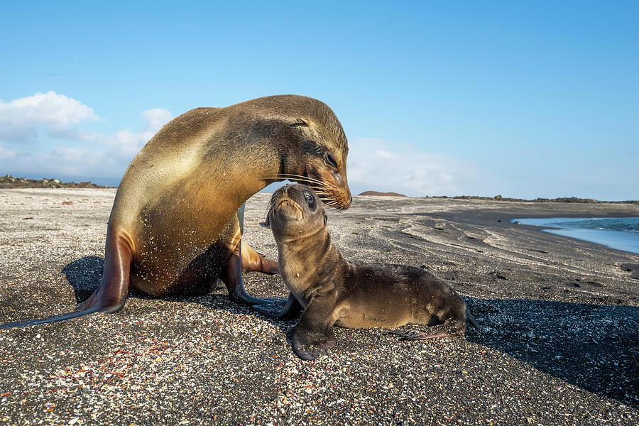 Galapagos Sea Lion Nuzzling Pup #1 Photograph by Tui De Roy