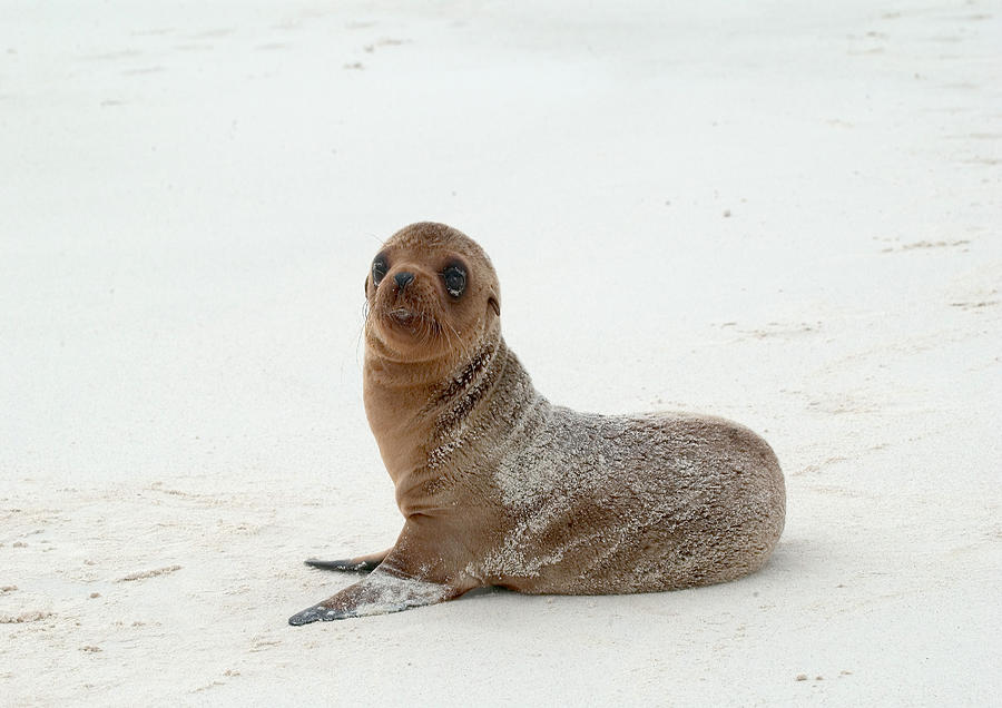 Galapagos Sea Lion Pup #1 Photograph by Michael Lustbader
