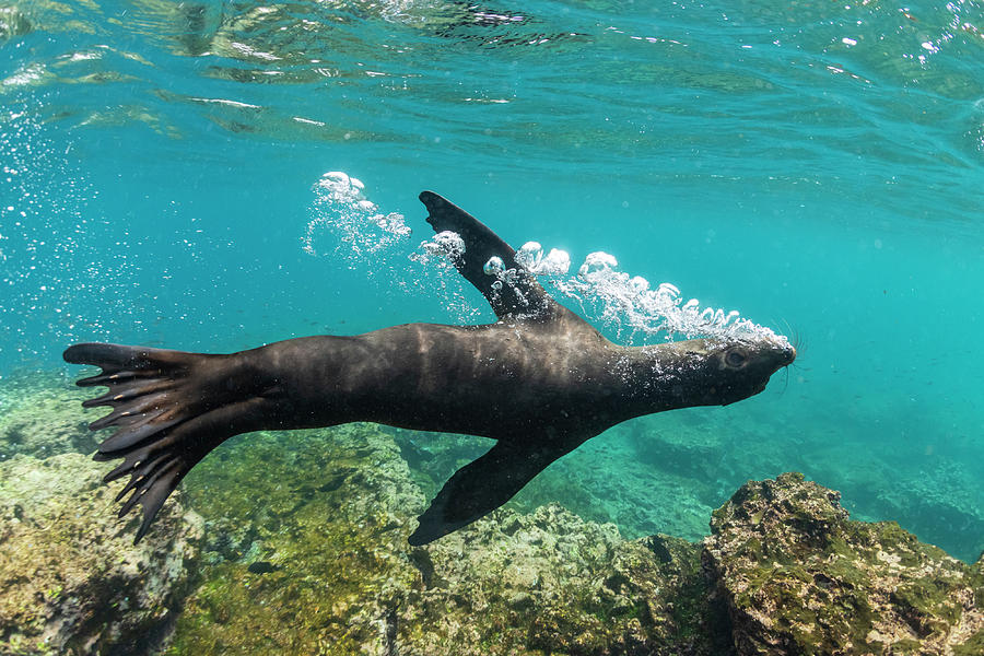Wildlife Photograph - Galapagos Sea Lion Releasing Air Bubbles Underwater #1 by Tui De Roy / Naturepl.com
