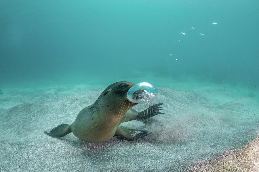 Wildlife Photograph - Galapagos Sea Lion Yearling Pup Playing Withg Own Air #1 by Tui De Roy / Naturepl.com