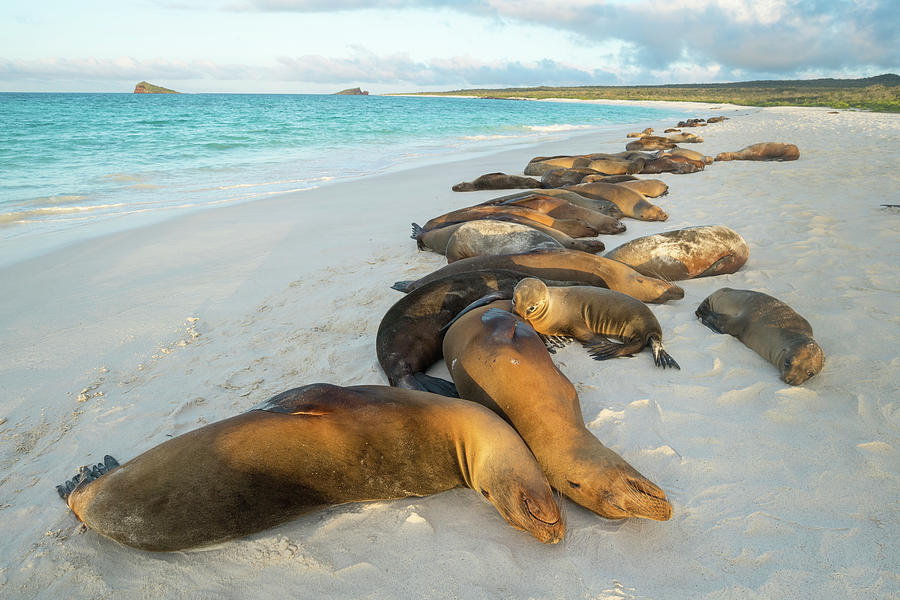 Galapagos Sea Lions Sleeping On Beach #1 Photograph by Tui De Roy