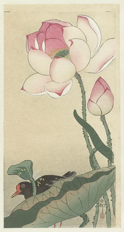 Gallinule With Lotus Flowers #1 Painting by Ohara Koson - Fine Art America