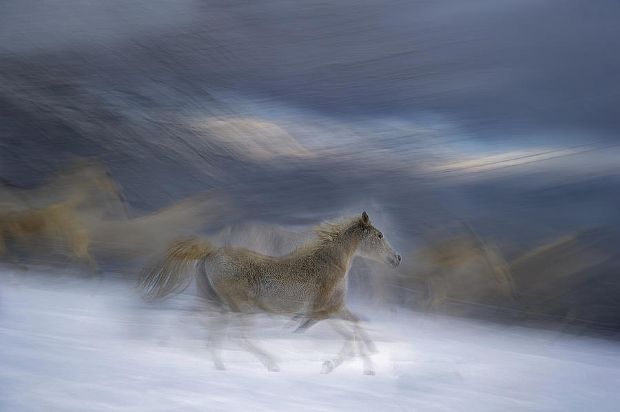 Winter Photograph - Gallop In The Snow #1 by Milan Malovrh