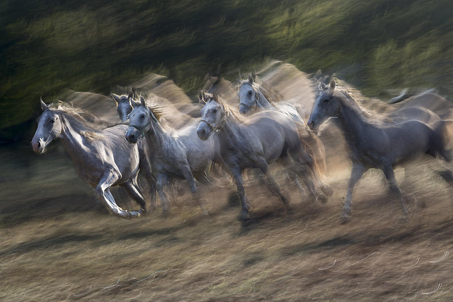 Galloping #1 Photograph by Milan Malovrh