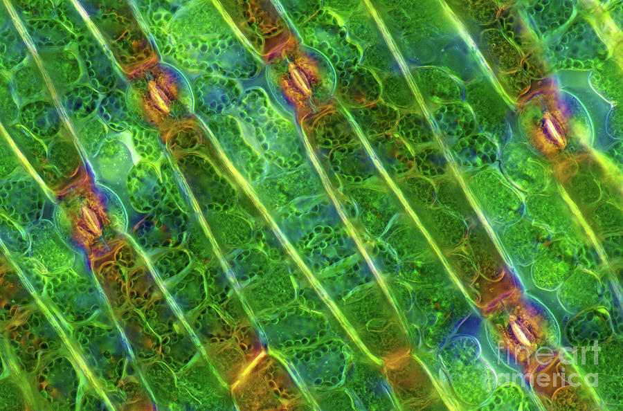 Galtonia Stomata Photograph by Marek Mis/science Photo Library - Fine ...