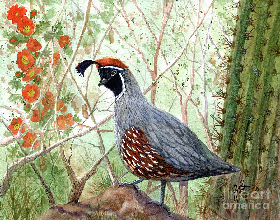 Gambels Quail #2 Painting by Marilyn Smith