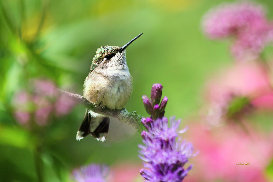 Hummingbird Garden Photograph by Christina Rollo