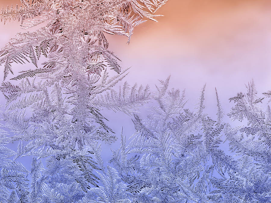 Winter Photograph - Garden Of Frost #1 by Lucie Gagnon