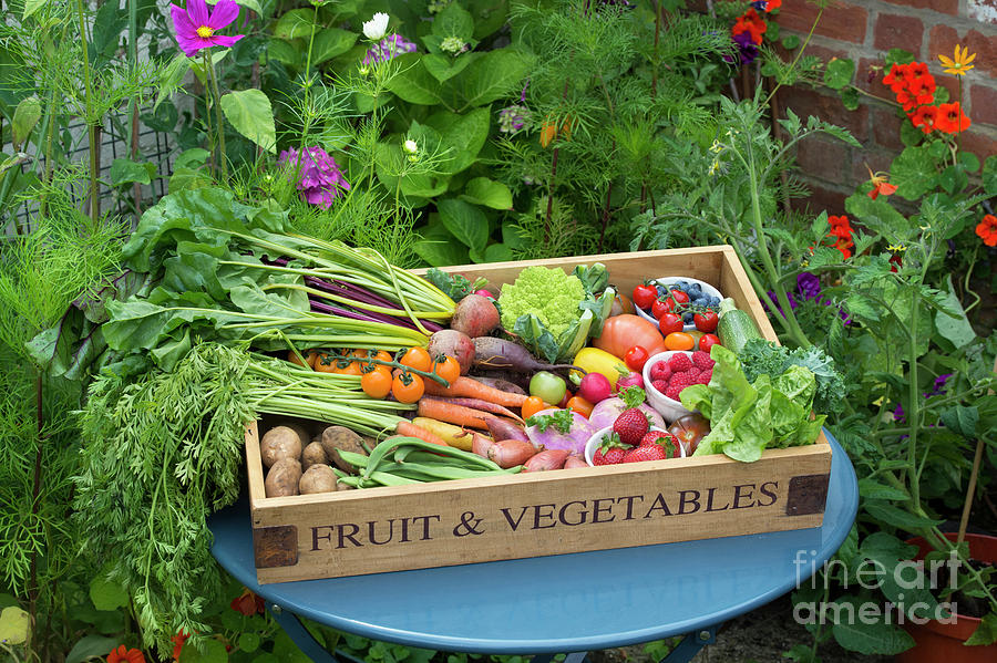 Vegetable Photograph - Garden Produce #1 by Tim Gainey