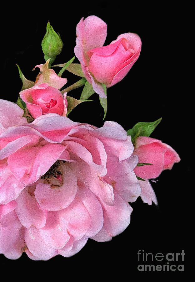Pink Garden Roses 2 Digital Art by Diana Rajala