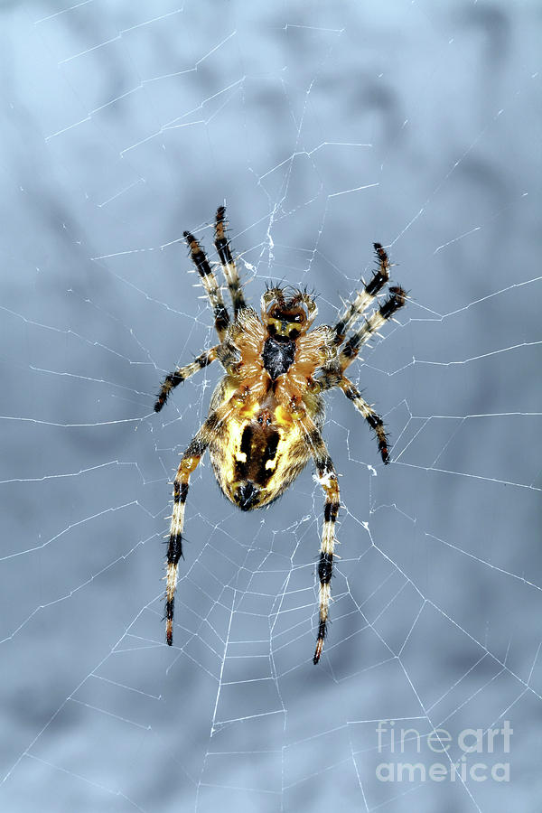 Garden Spider #1 Photograph by Dr Keith Wheeler/science Photo Library