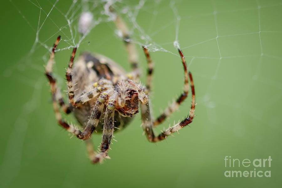 Garden Spider #1 Photograph by Heath Mcdonald/science Photo Library