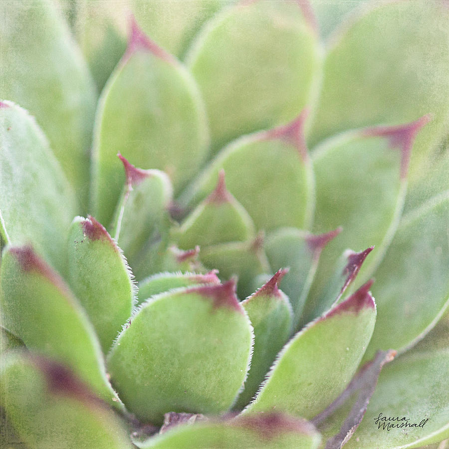 Botanical Photograph - Garden Succulents I Color #1 by Laura Marshall