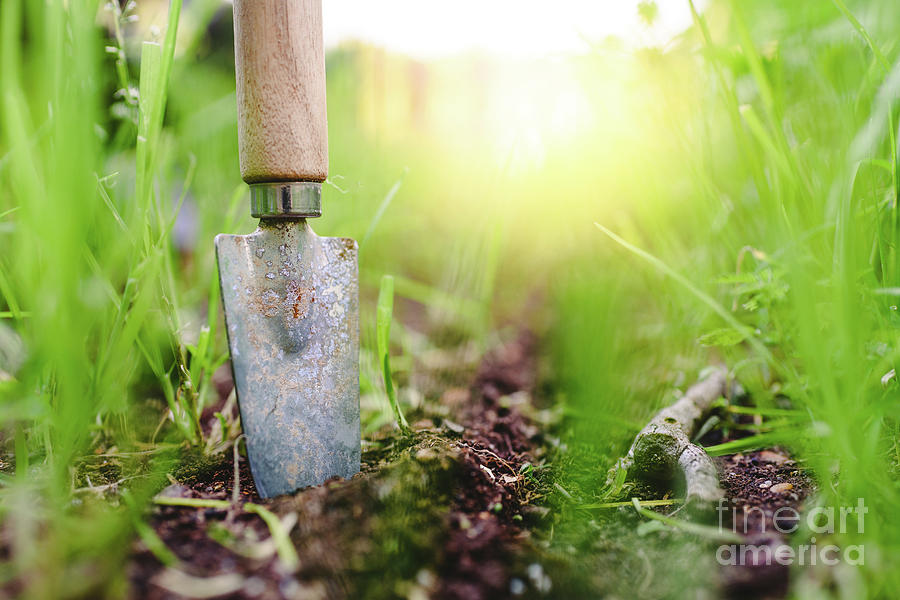 Gardening shovel in an orchard during the gardeners rest #1 Photograph by Joaquin Corbalan