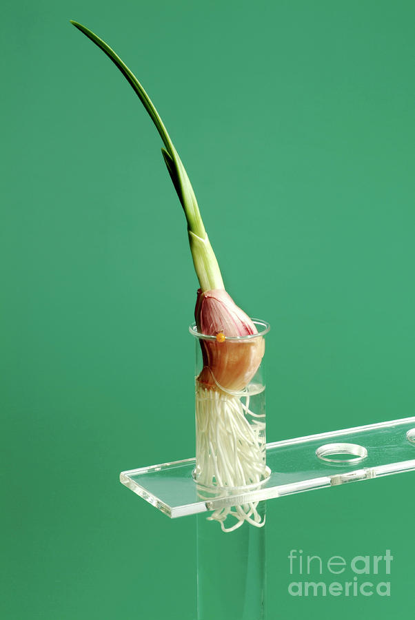 Garlic Clove Germination Experiment #1 Photograph by Martyn F. Chillmaid/science Photo Library