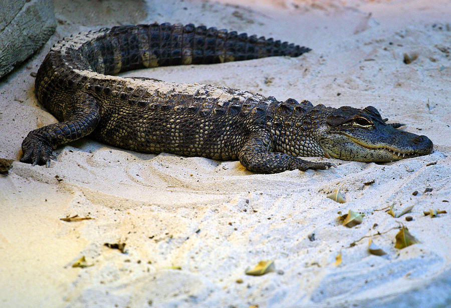 Gator in Sand #1 Photograph by Anthony Jones