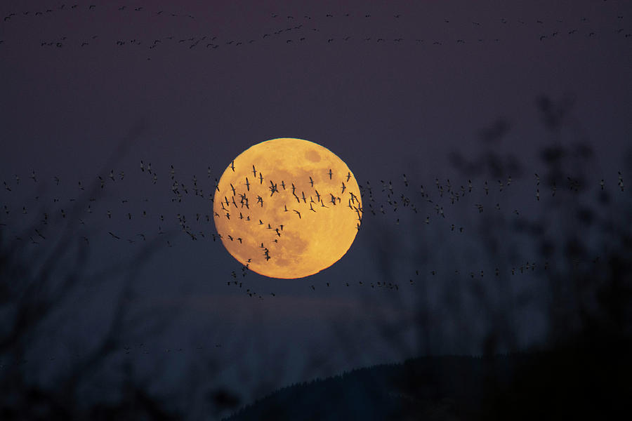 Geese in front of moonrise #2 Photograph by Patrick Nowotny