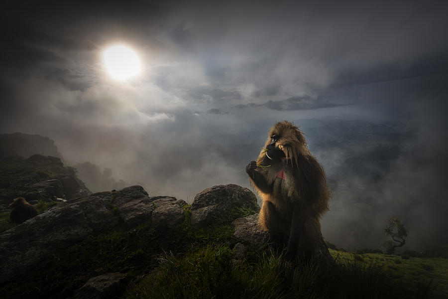 Gelada Baboons #1 Photograph by Roberto Marchegiani