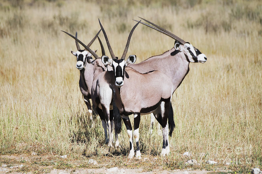 Gemsbok #1 Photograph by Dr P. Marazzi/science Photo Library
