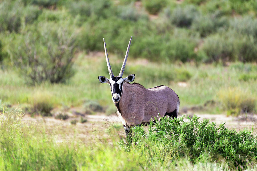 Gemsbok, Oryx gazella in Kalahari Photograph by Artush Foto | Fine Art ...