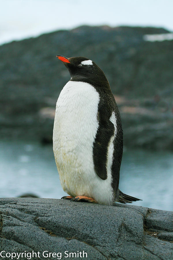 Gentoo penguin Antarctica #1 Photograph by Greg Smith