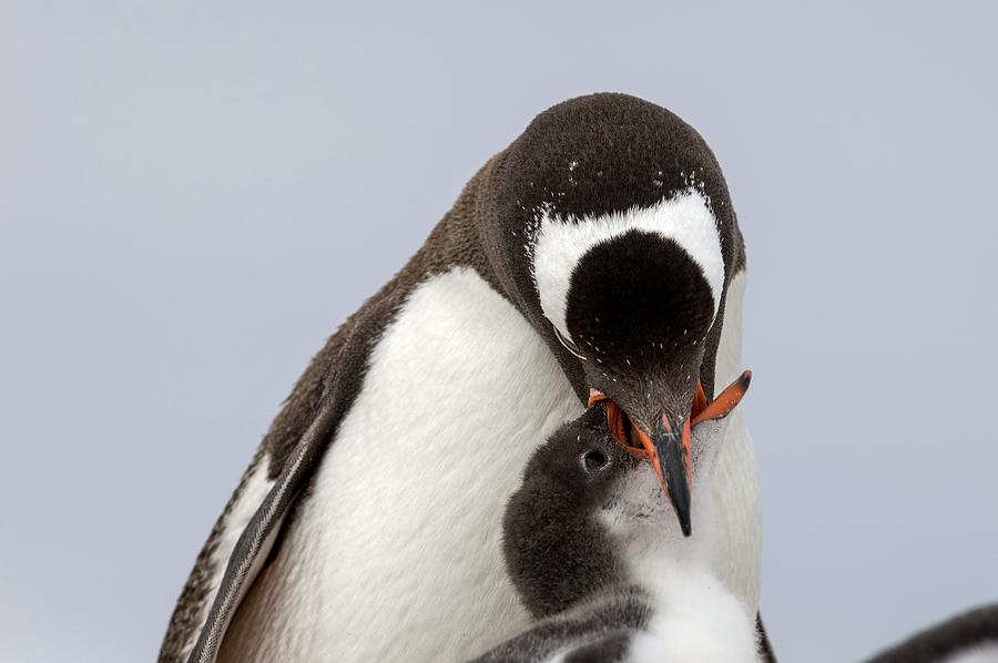 Gentoo Penguin, Antarctica #1 Digital Art by Jacana Stock