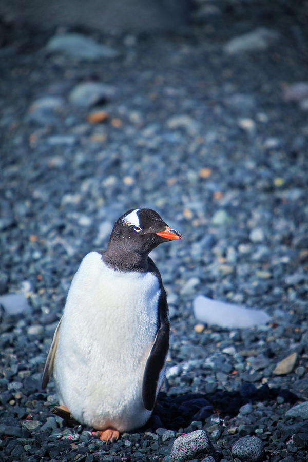 Gentoo Penguin #1 Photograph by Kelly Cheng Travel Photography